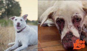 1974389_10155855069595424_6888647405407819135_o