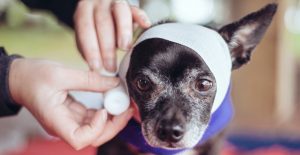 pet-first-aid-information